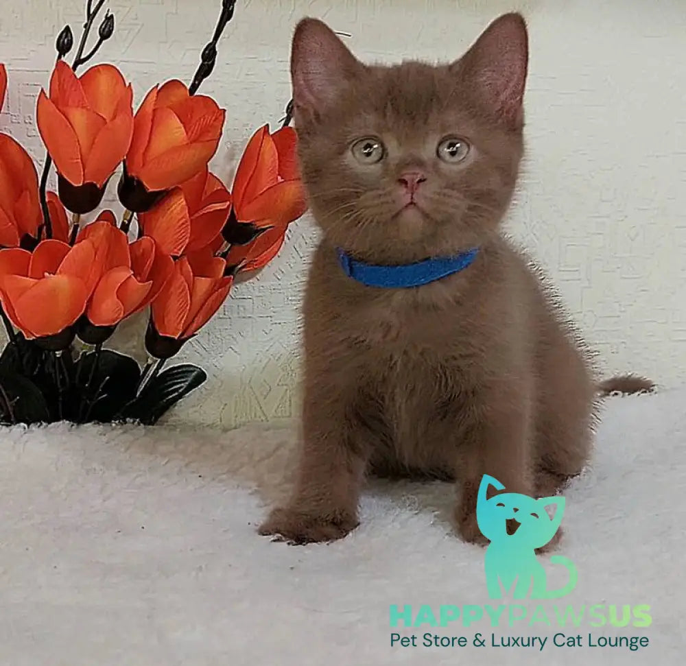 Frank British Shorthair male cinnamon live animals