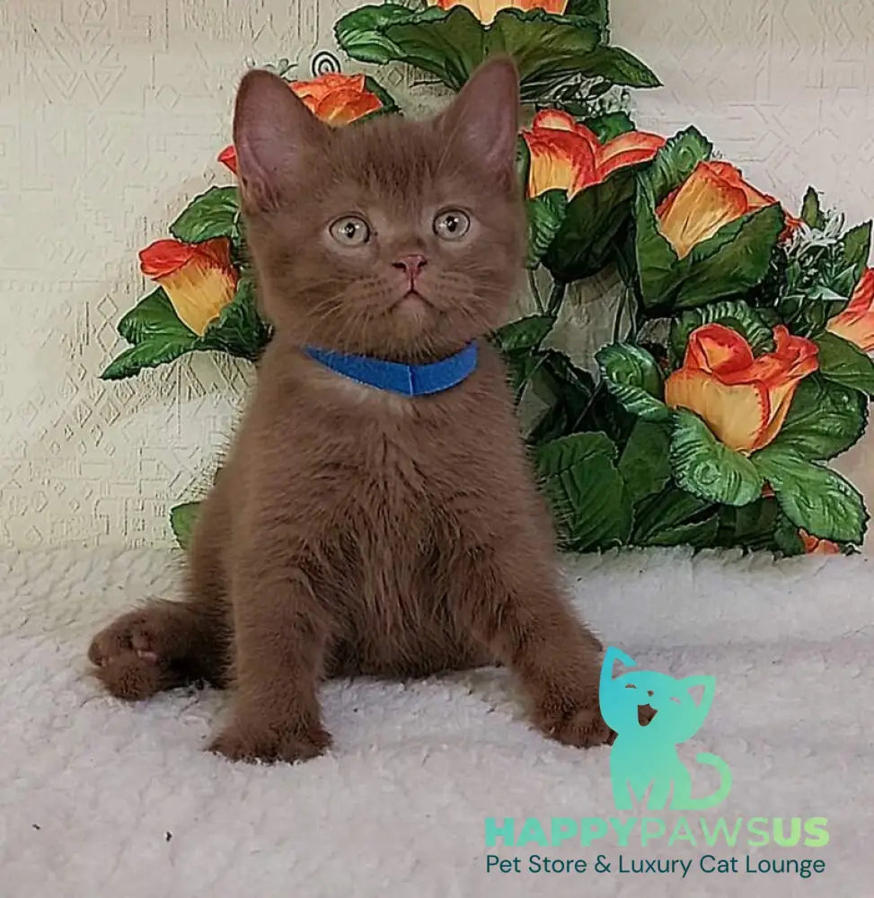 Frank British Shorthair male cinnamon live animals