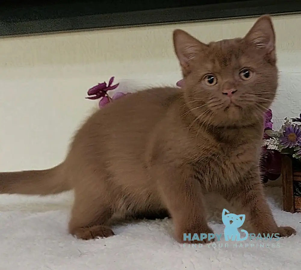 Frank British Shorthair male cinnamon live animals