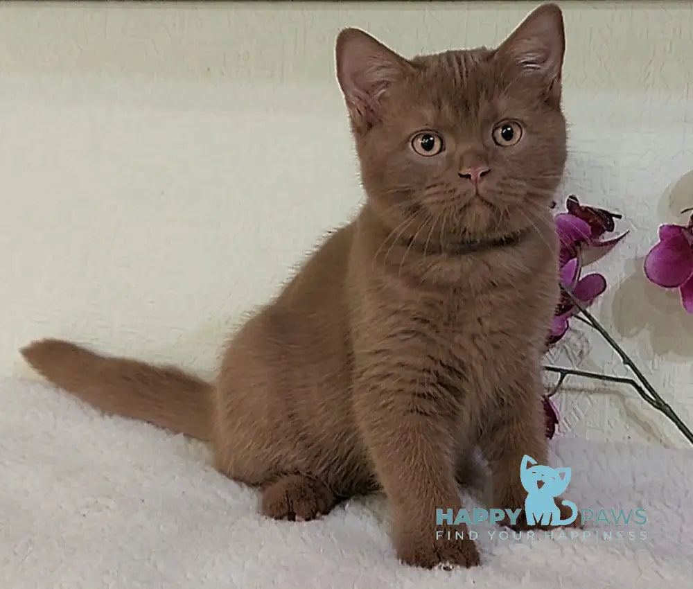 Frank British Shorthair male cinnamon live animals