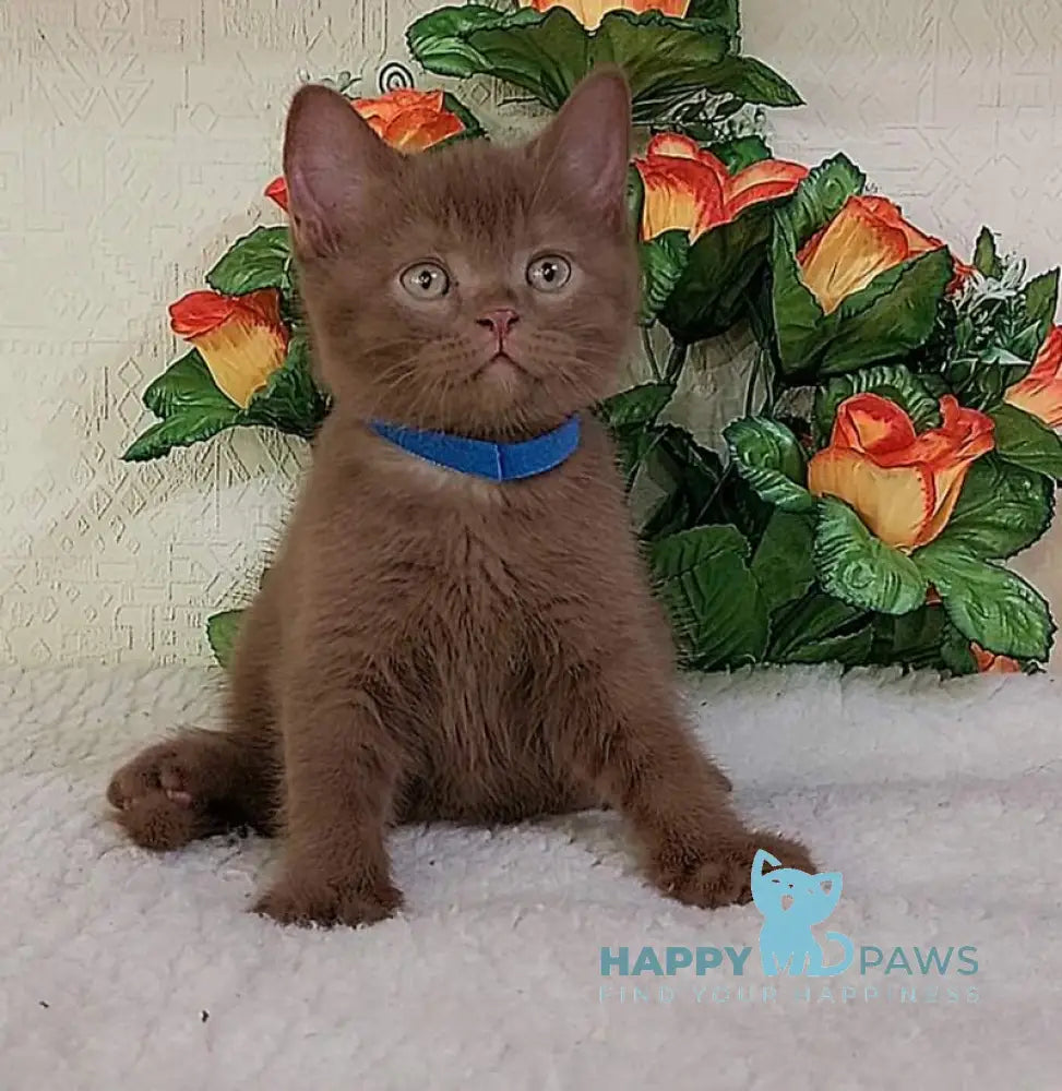 Frank British Shorthair male cinnamon live animals