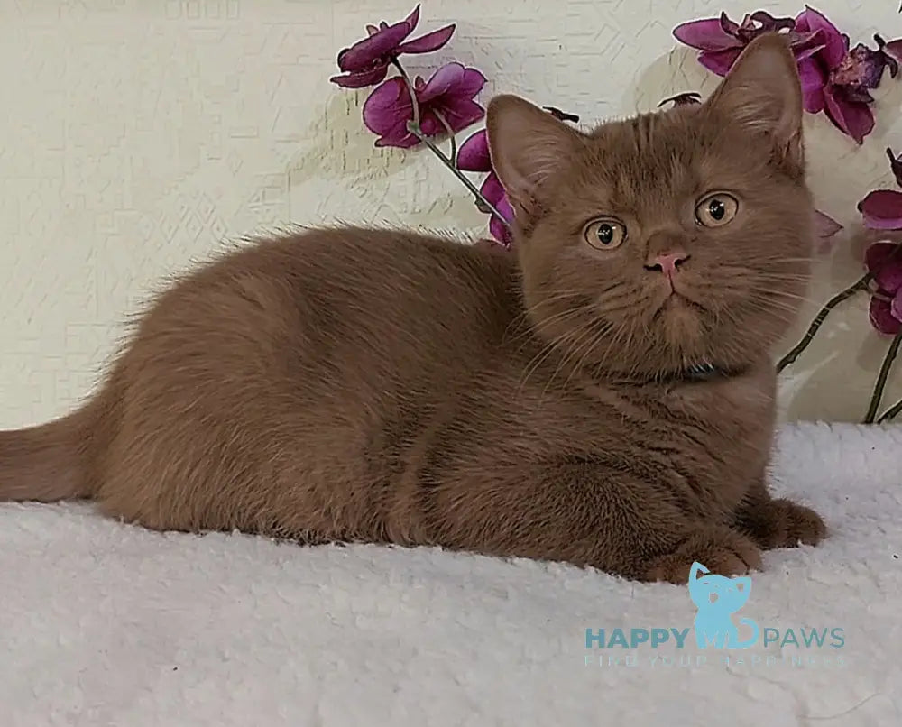 Frank British Shorthair male cinnamon live animals