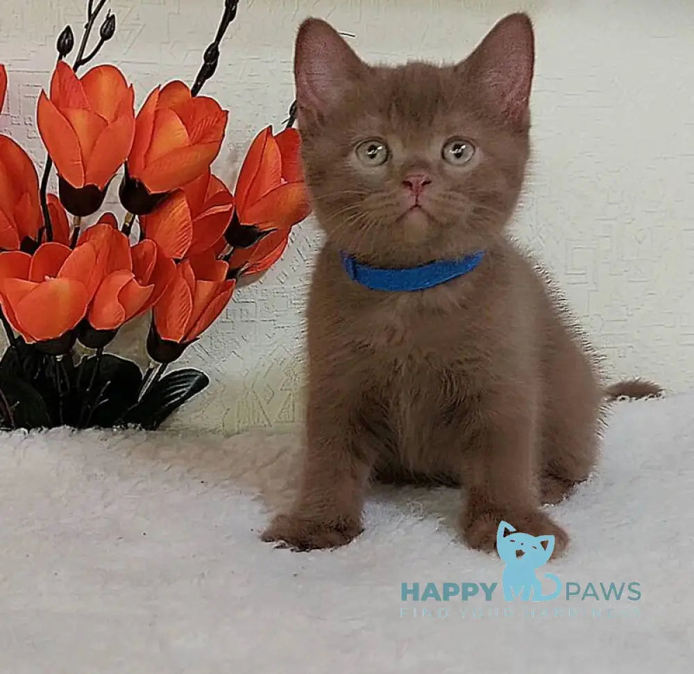 Frank British Shorthair male cinnamon live animals
