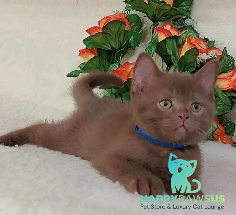 Frank British Shorthair male cinnamon live animals