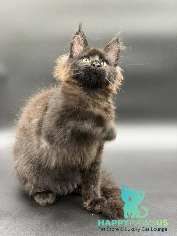 Frank Maine Coon male black - live animals