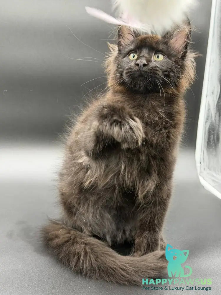 Frank Maine Coon male black - live animals