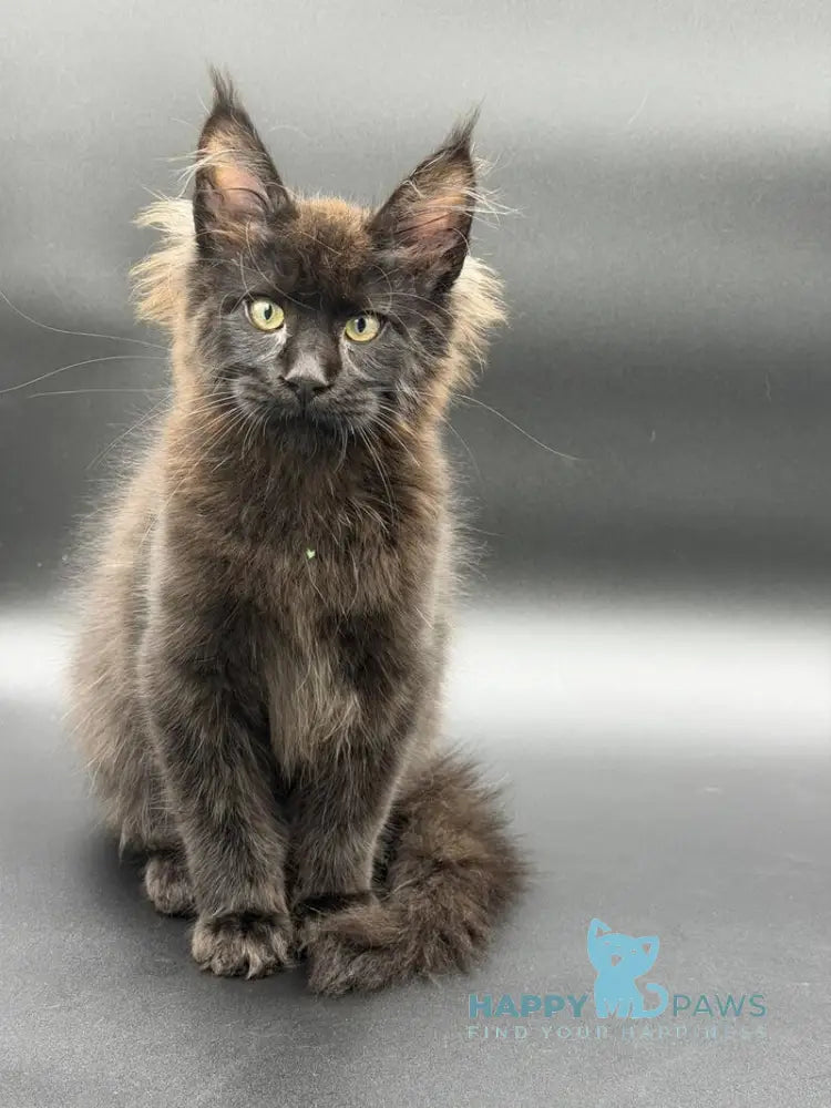 Frank Maine Coon male black - live animals