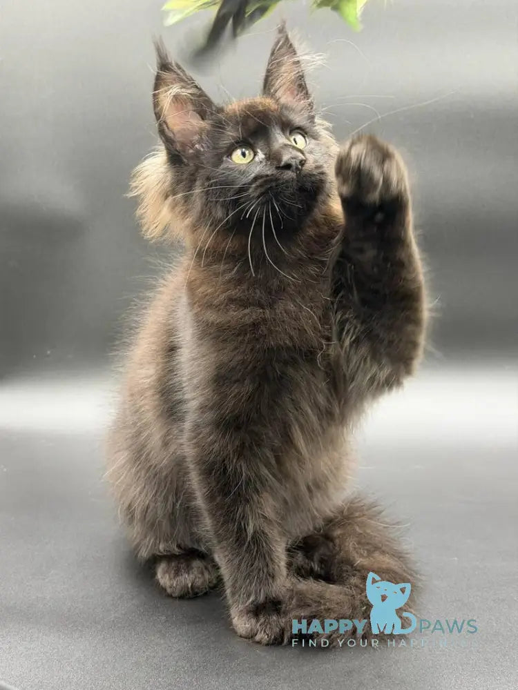 Frank Maine Coon male black - live animals