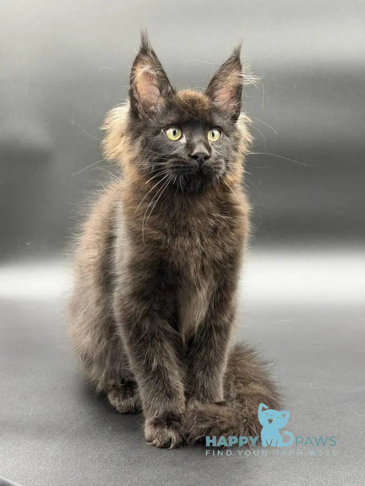 Frank Maine Coon male black - live animals