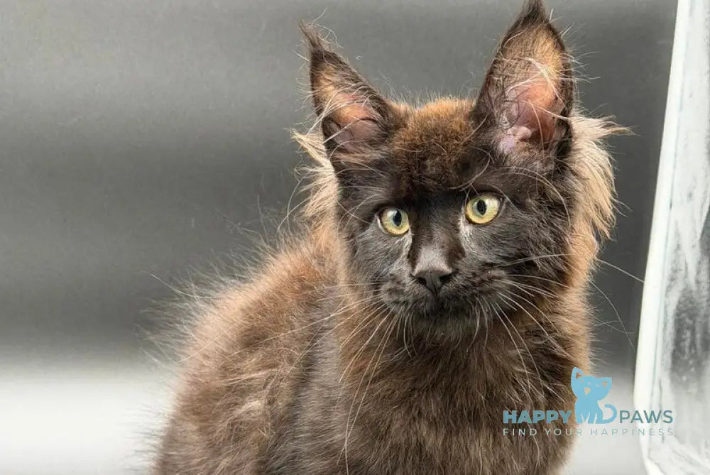 Frank Maine Coon male black - live animals