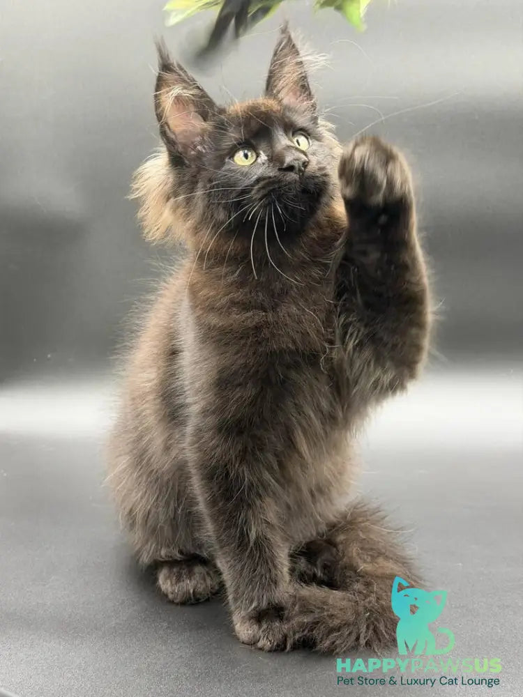 Frank Maine Coon male black - live animals