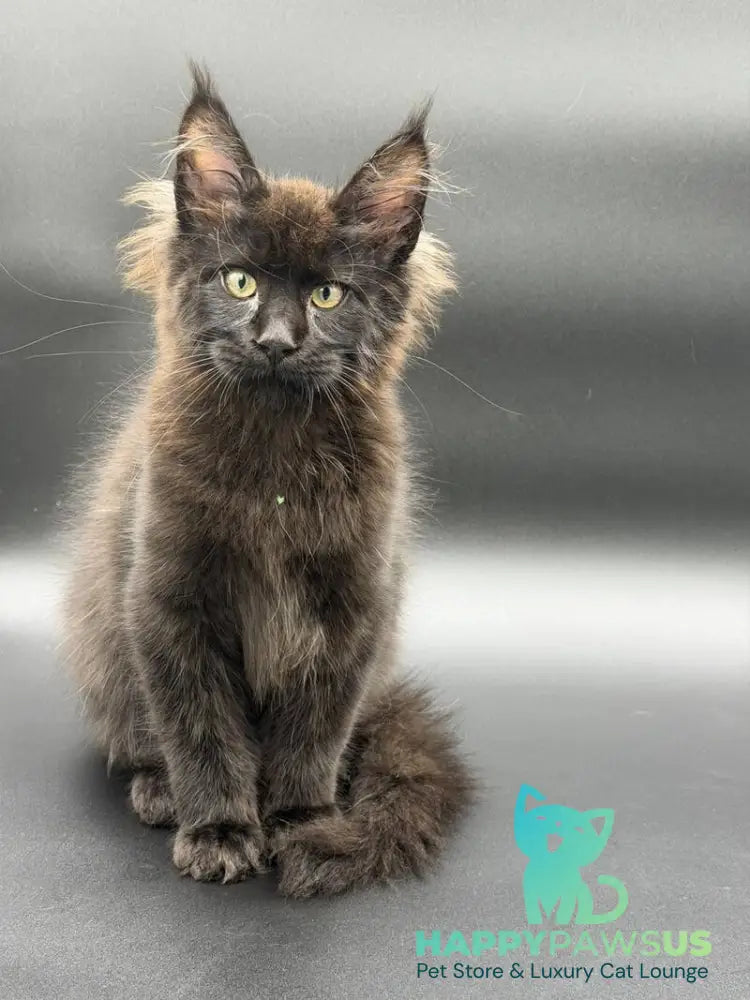 Frank Maine Coon male black - live animals