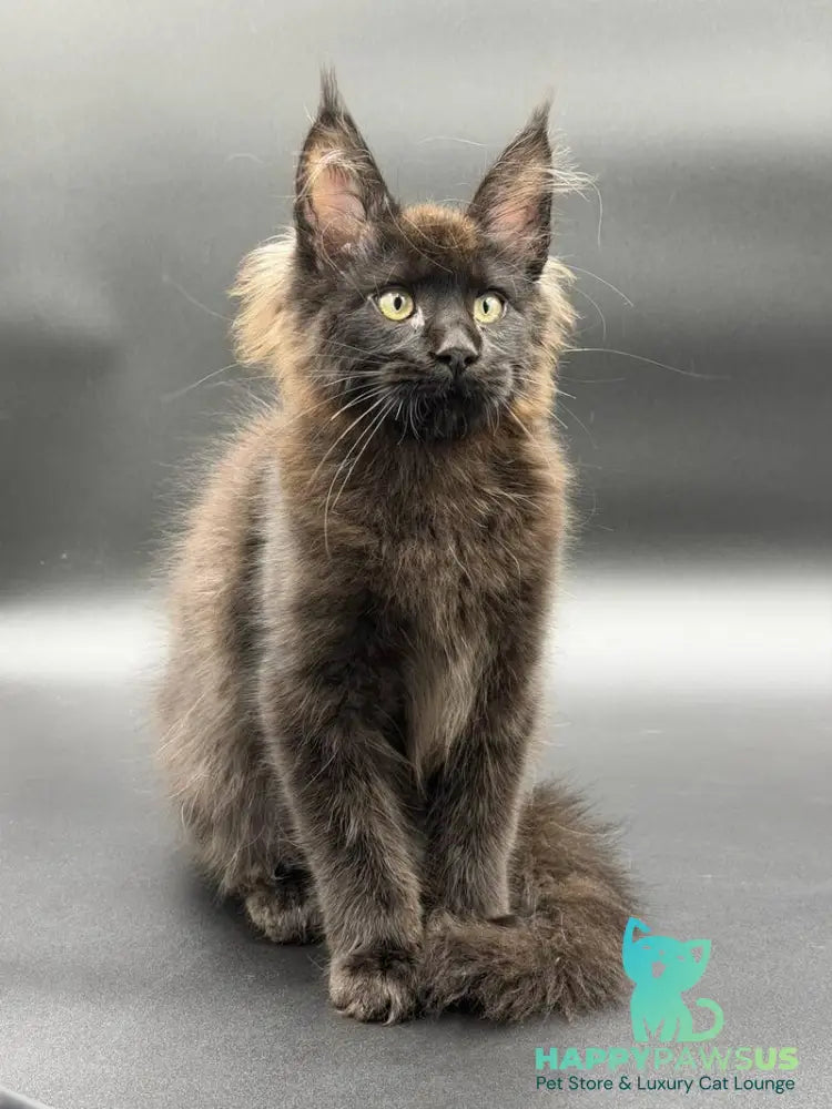 Frank Maine Coon male black - live animals