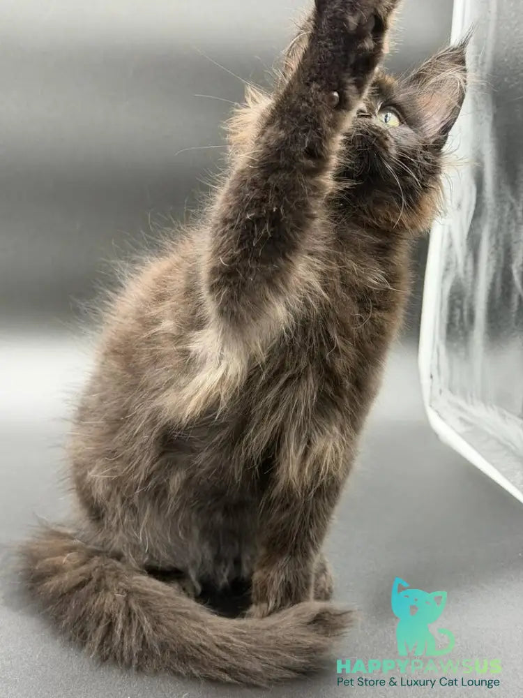 Frank Maine Coon male black - live animals