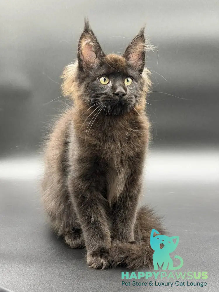 Frank Maine Coon male black - live animals