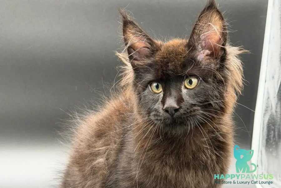 Frank Maine Coon male black - live animals