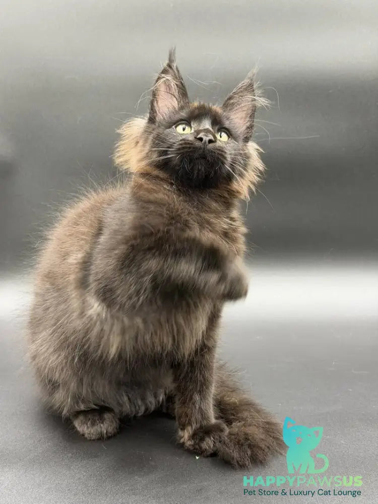 Frank Maine Coon male black - live animals