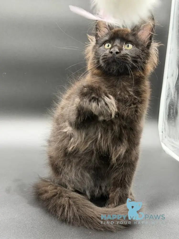 Frank Maine Coon male black - live animals