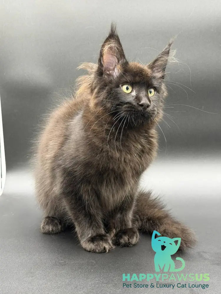 Frank Maine Coon male black - live animals