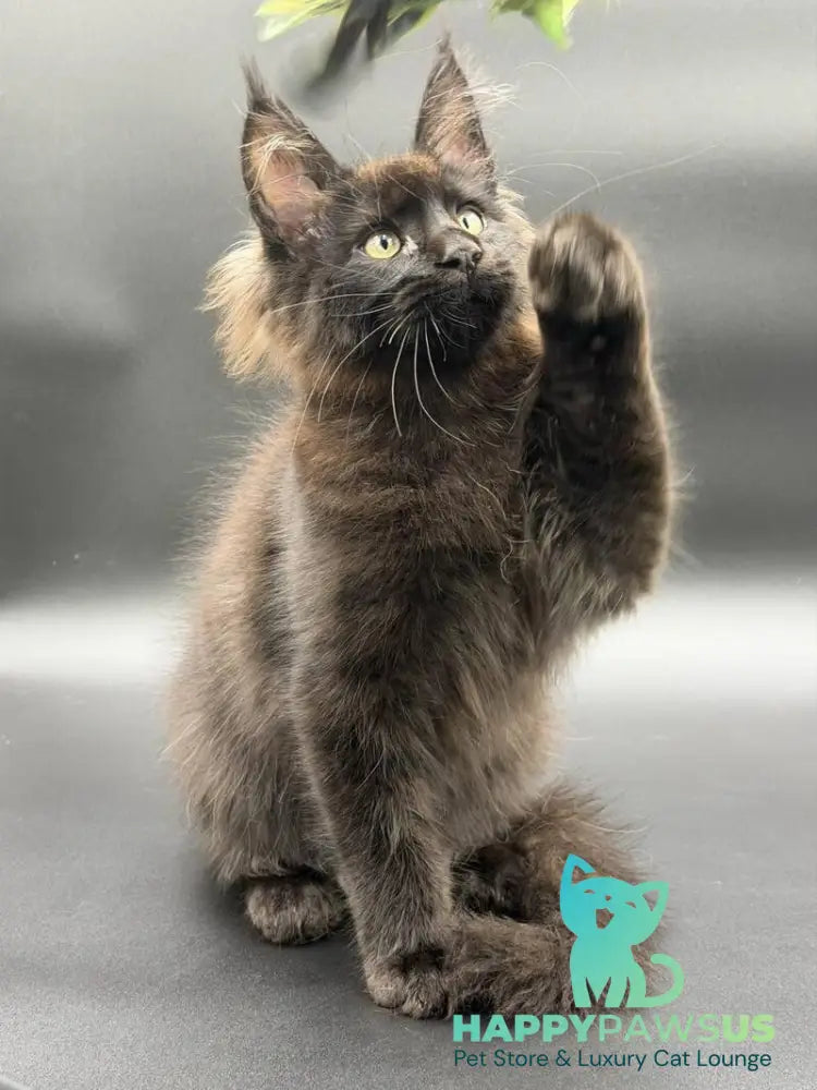 Frank Maine Coon male black - live animals