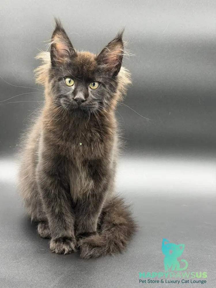 Frank Maine Coon male black - live animals