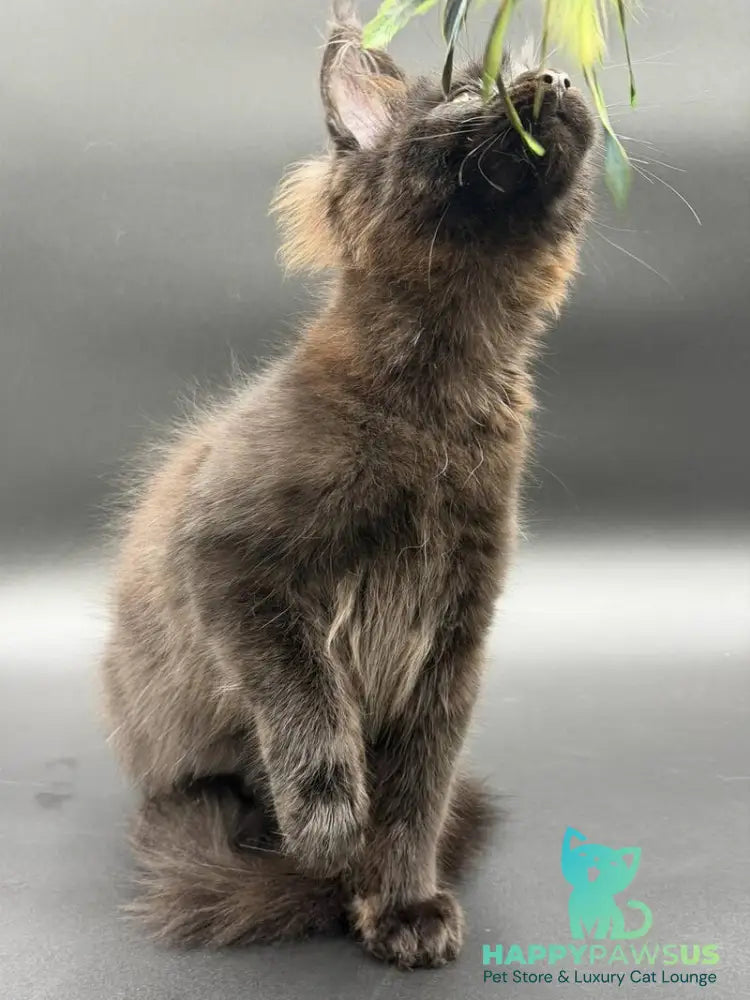 Frank Maine Coon male black - live animals