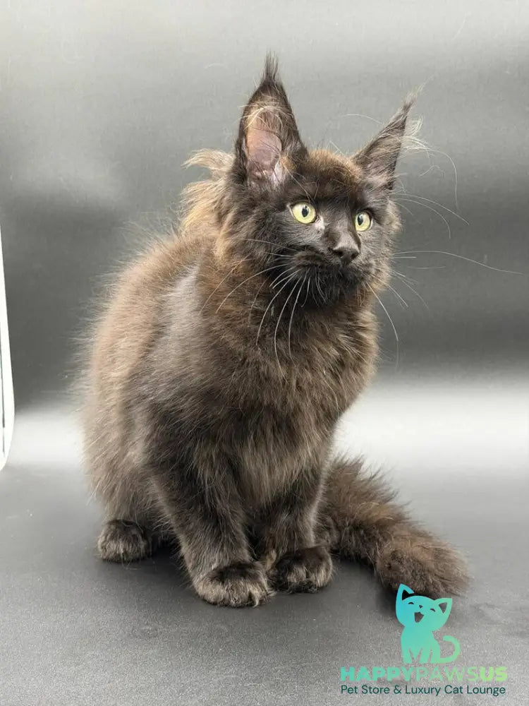 Frank Maine Coon male black - live animals