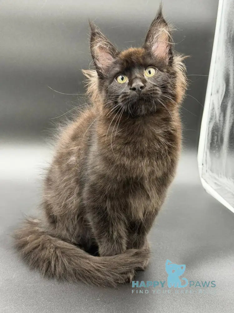 Frank Maine Coon male black - live animals