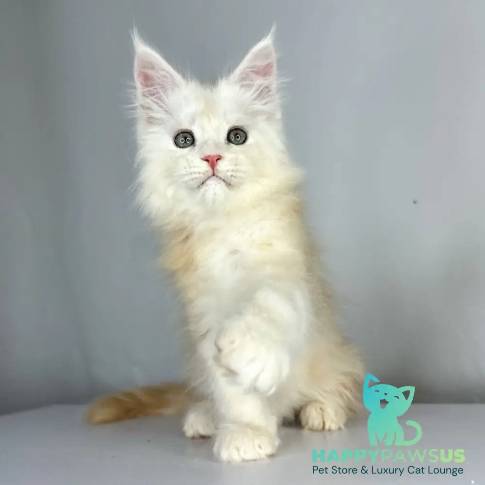 Frank Maine Coon male red silver tabby - live animals