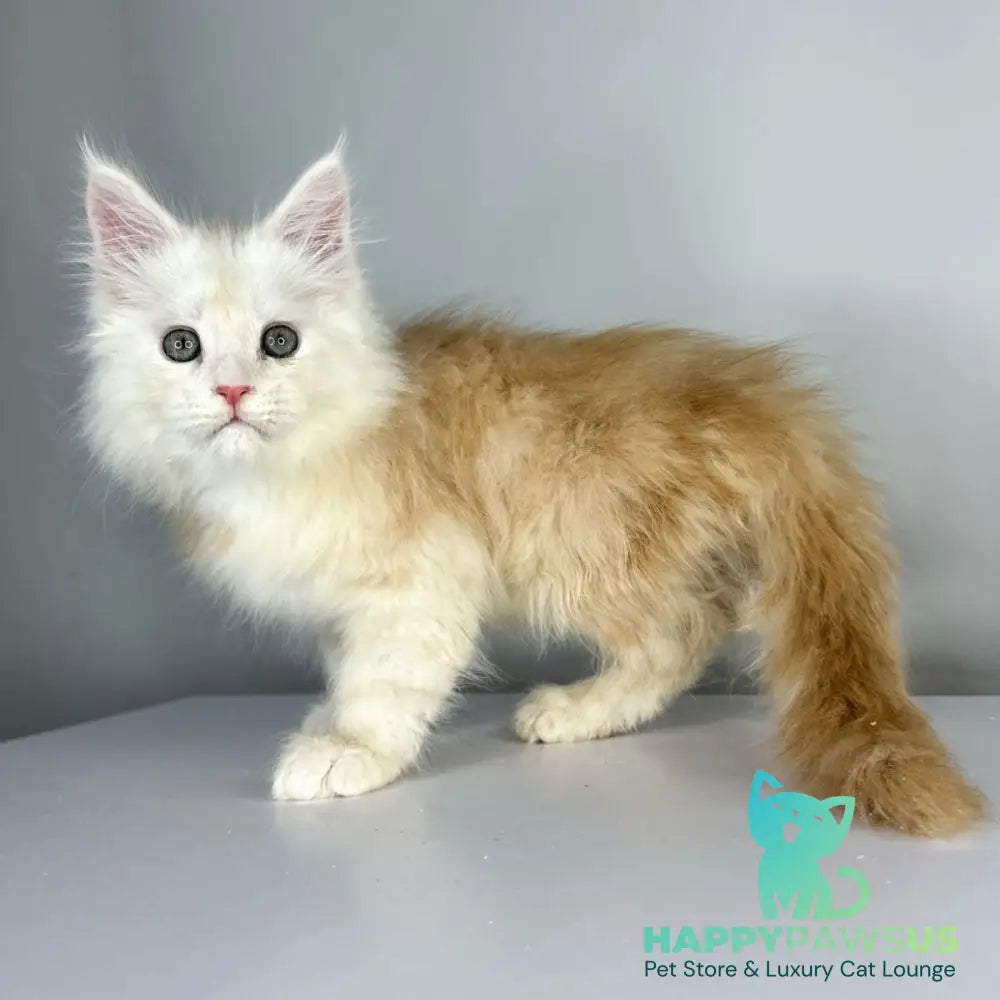 Frank Maine Coon male red silver tabby - live animals