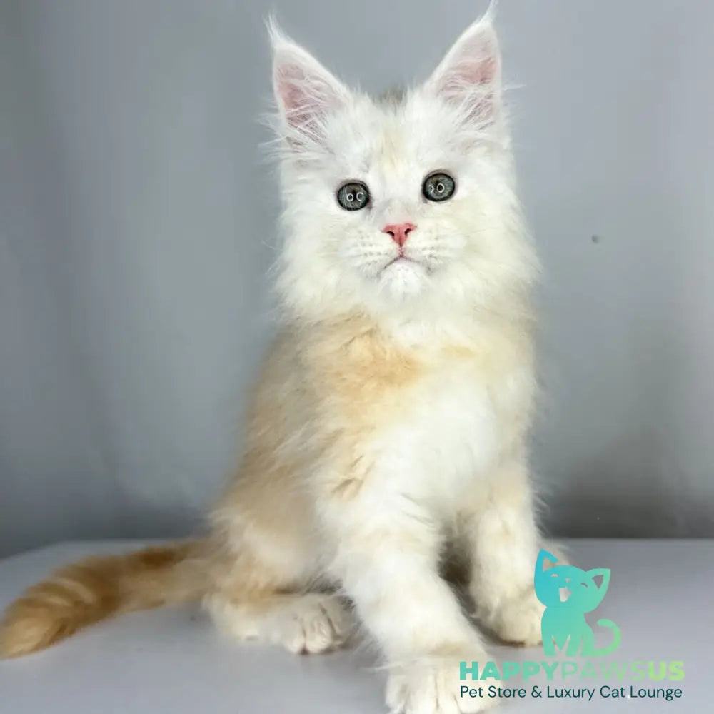 Frank Maine Coon male red silver tabby - live animals