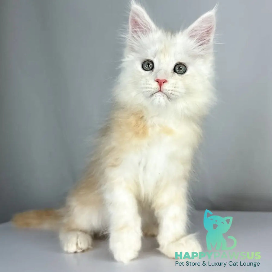 Frank Maine Coon male red silver tabby - live animals
