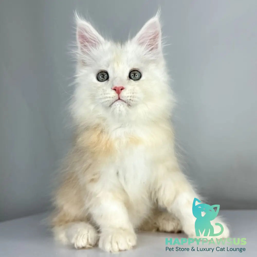 Frank Maine Coon male red silver tabby - live animals