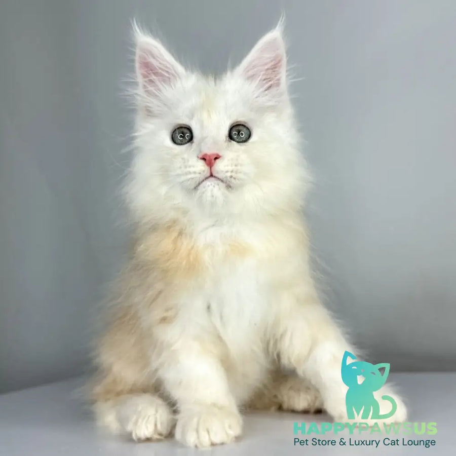 Frank Maine Coon male red silver tabby - live animals