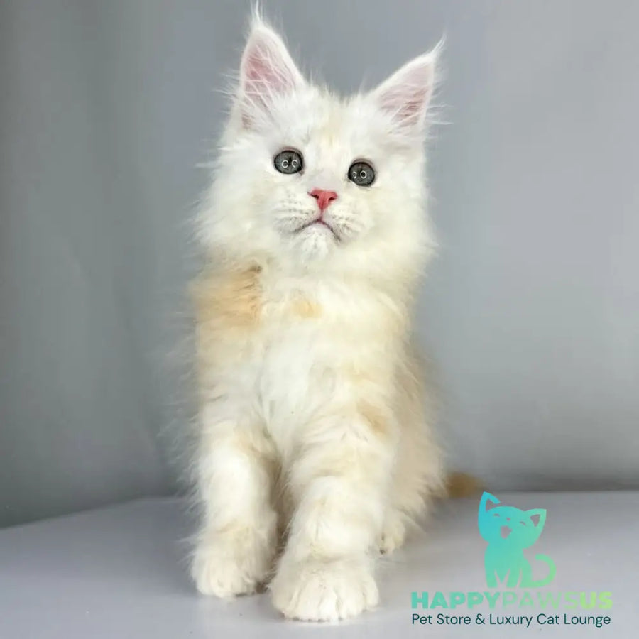 Frank Maine Coon male red silver tabby - live animals