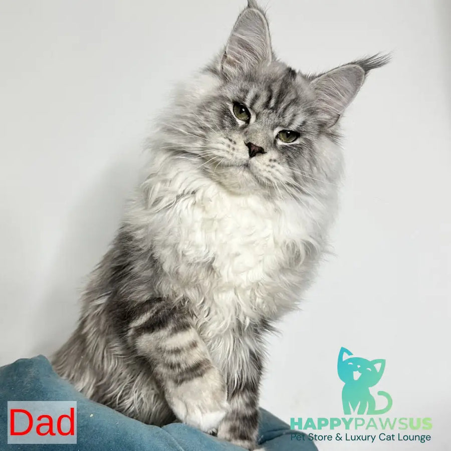 Frank Maine Coon male red silver tabby - live animals