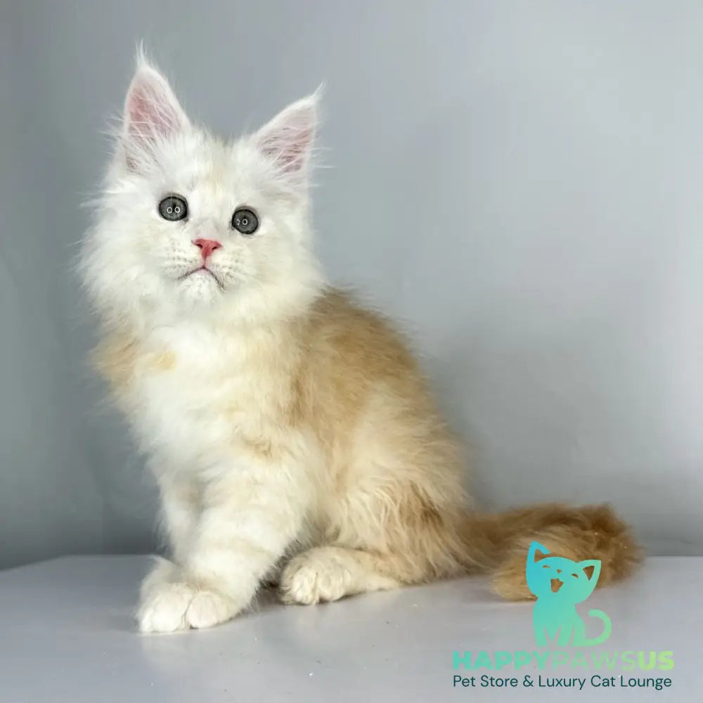 Frank Maine Coon male red silver tabby - live animals