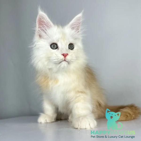 Frank Maine Coon male red silver tabby - live animals