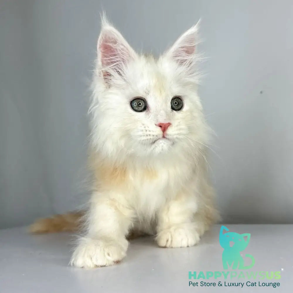 Frank Maine Coon male red silver tabby - live animals