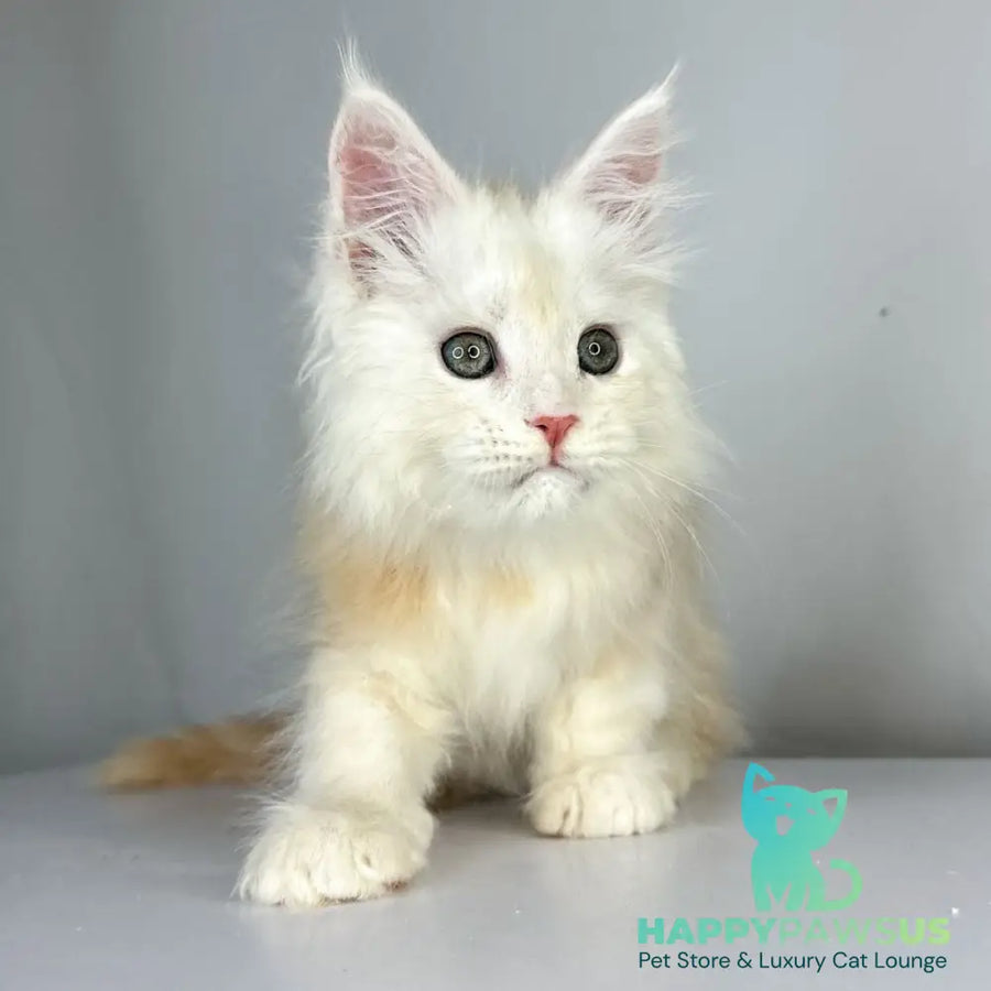 Frank Maine Coon male red silver tabby - live animals