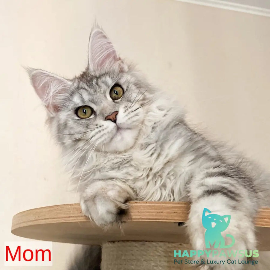 Frank Maine Coon male red silver tabby - live animals