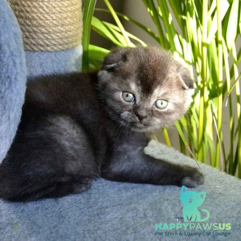 Frank Scottish Fold male black silver - live animals