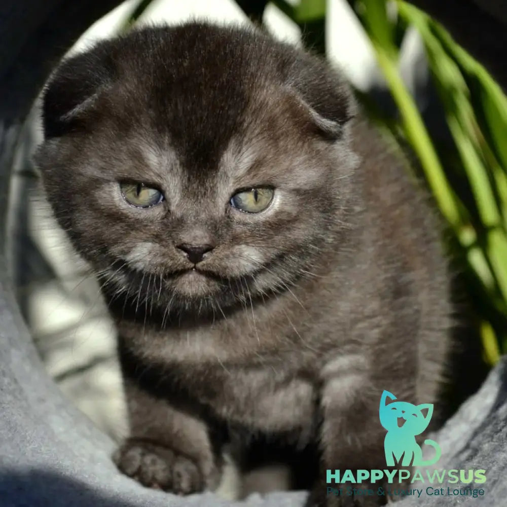 Frank Scottish Fold male black silver - live animals