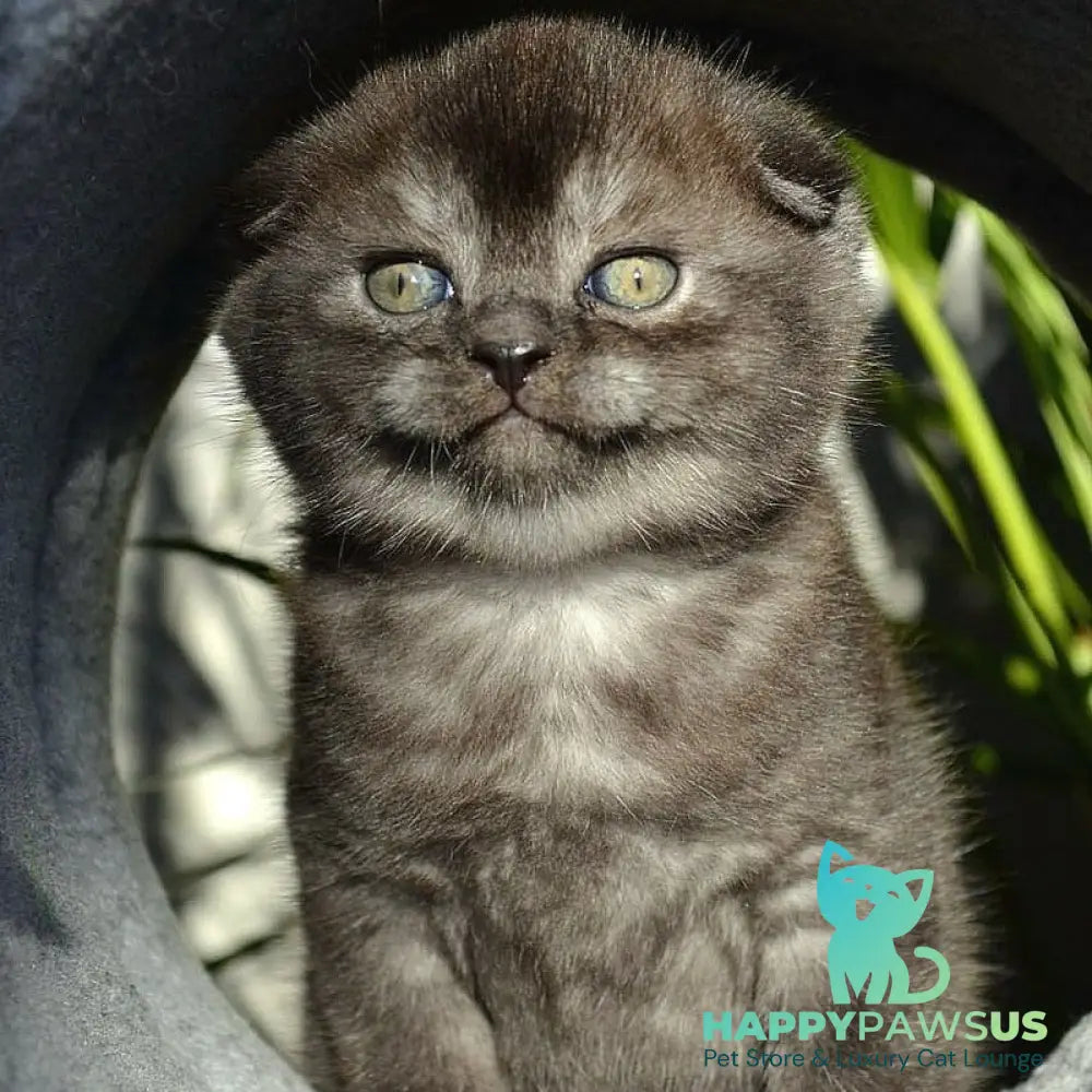 Frank Scottish Fold male black silver - live animals