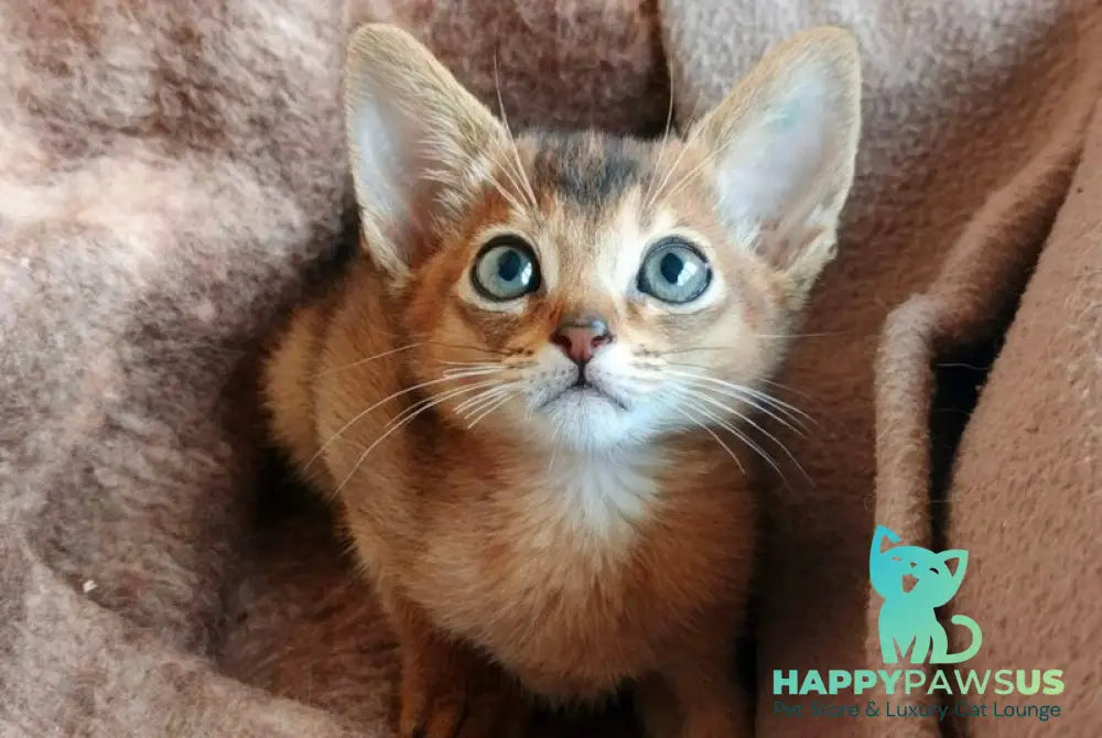 Franklin Abyssinian male ruddy - live animals