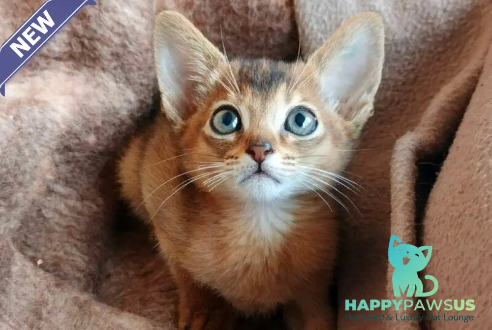 Franklin Abyssinian male ruddy - live animals