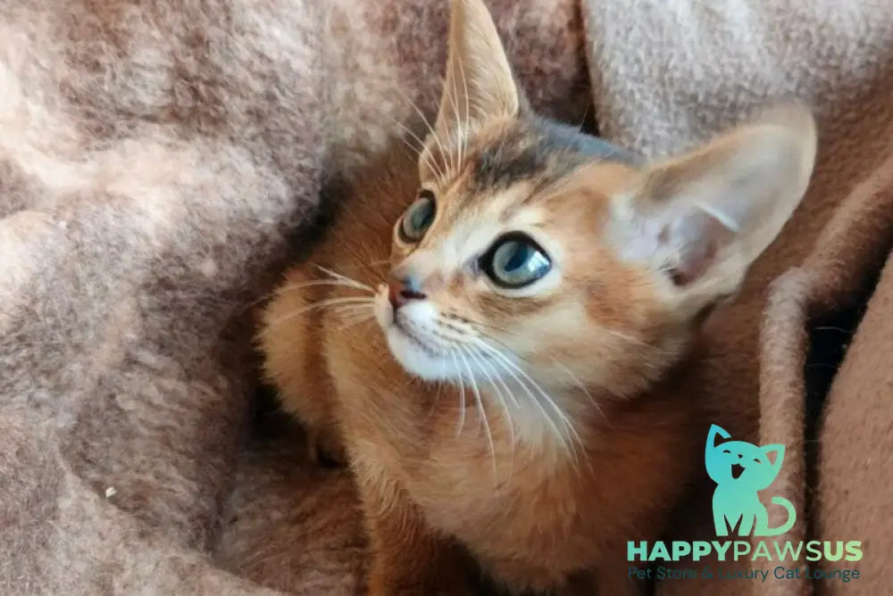 Franklin Abyssinian male ruddy - live animals