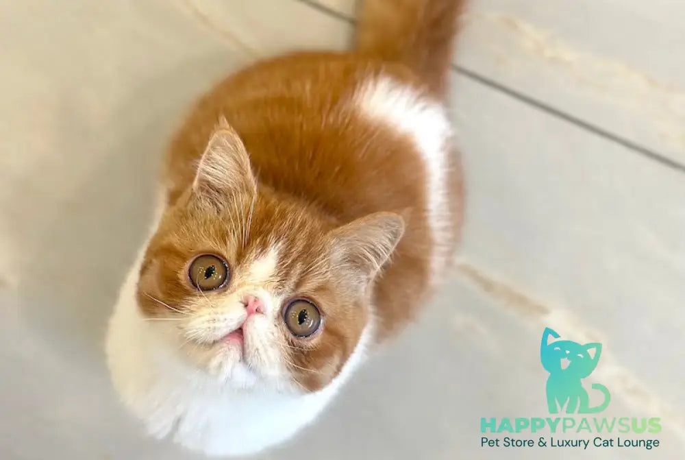Frant Exotic male red tabby bicolour live animals