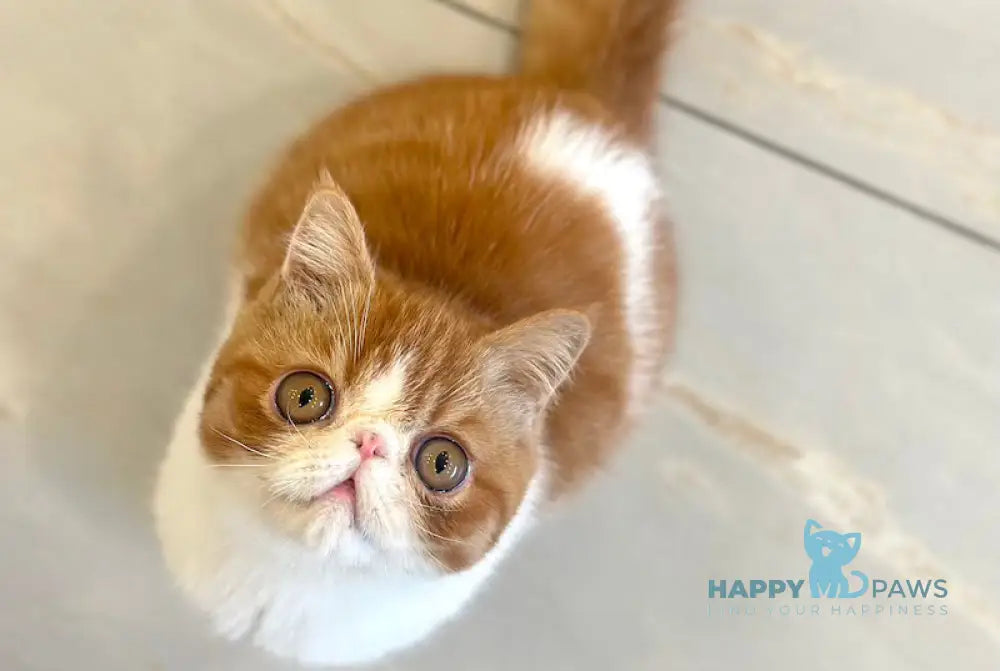 Frant Exotic male red tabby bicolour live animals