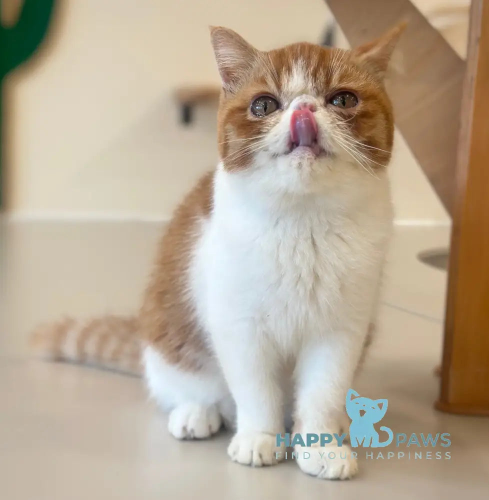 Frant Exotic male red tabby bicolour live animals